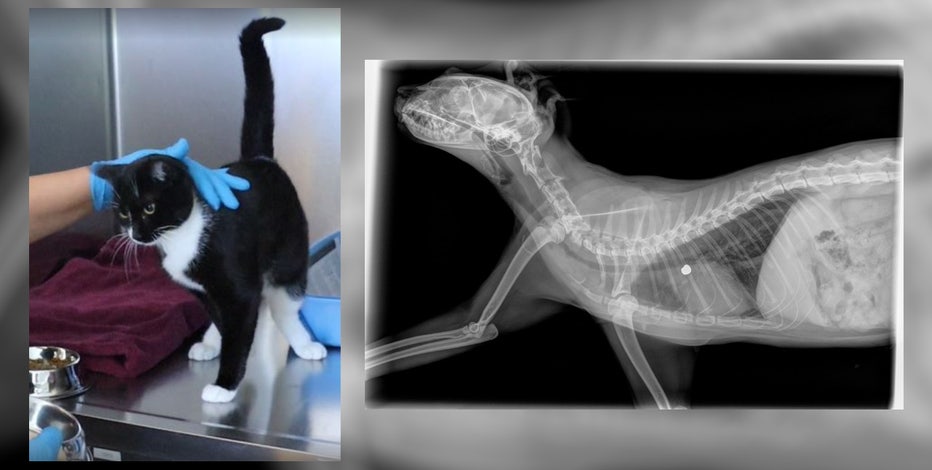 Tacoma Humane Society seeks help saving cat shot by .22 caliber gun