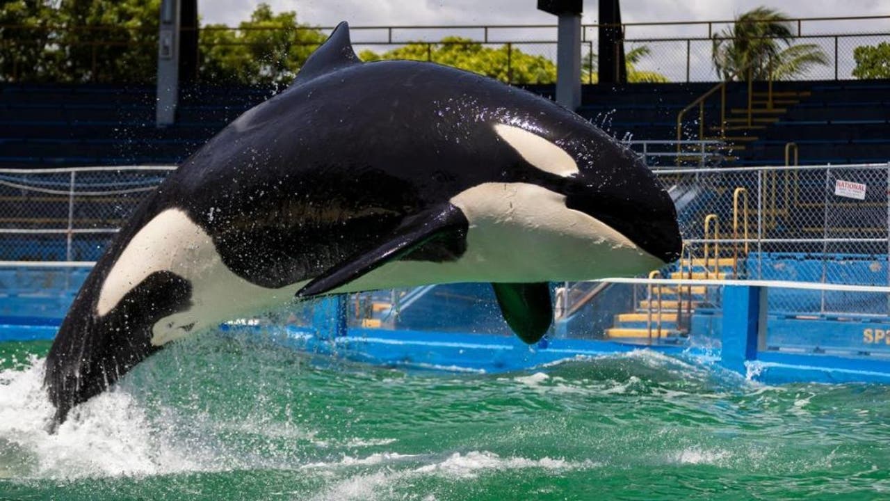 Dolphin that shared a tank with Tokitae at Miami Seaquarium moves