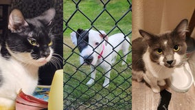 Three service animals presumed stolen in Everett after apartment break-in