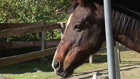 Maple Valley horse rescue takes in horse that was stabbed, abused in Eastern Washington