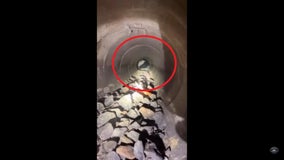 VIDEO: Pierce County deputy rescues dog hiding in pipe after being hit by car