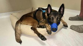 K-9 dog may lose use of hind legs after spinal cord injury during training