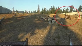 Video shows elk, bobcat and otters using I-90 wildlife bridge in Washington Cascades