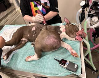 Neglected pitbull with volleyball-sized tumor finds forever home after life-saving surgery | FOX 13 Seattle