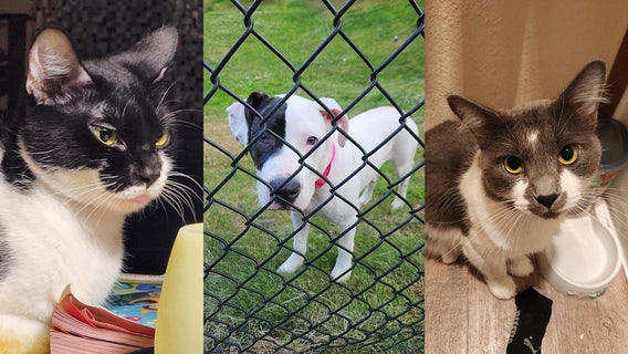 Three service animals presumed stolen in Everett after apartment break-in