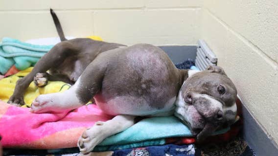 Neglected pitbull with volleyball-sized tumor finds forever home after life-saving surgery