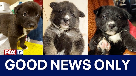 Good News Only: 13 dogs rescued in drug bust, record-breaking surge in Baker River salmon population