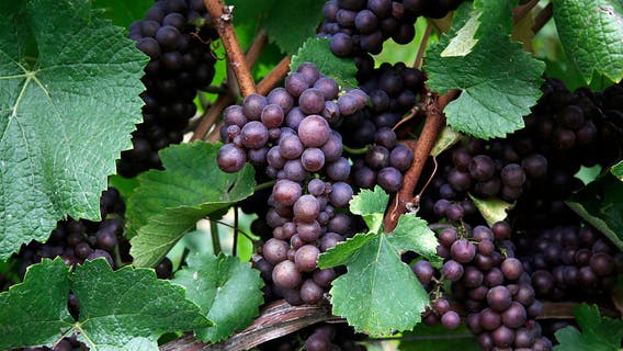 Wildfires can make your red wine taste like an ashtray. These scientists want to stop that