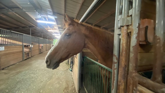 Horse rescue in Maple Valley will stay open despite rising costs, owner says other rescues also struggling