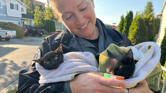 PHOTOS: Police rescue kittens from storm drain in Marysville