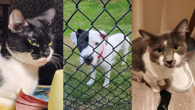 Three service animals presumed stolen in Everett after apartment break-in