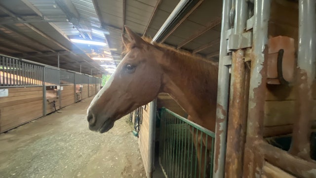 Horse rescue in Maple Valley will stay open despite rising costs, owner says other rescues also struggling