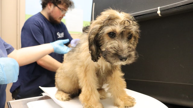 13 puppies, dogs found abandoned in a duffel bag and cardboard box in Pierce County