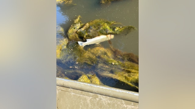 Birds, fish killed after hundreds of gallons of oil discovered in King County river