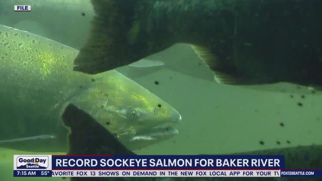 WDFW announces record-breaking surge in Baker River sockeye salmon population