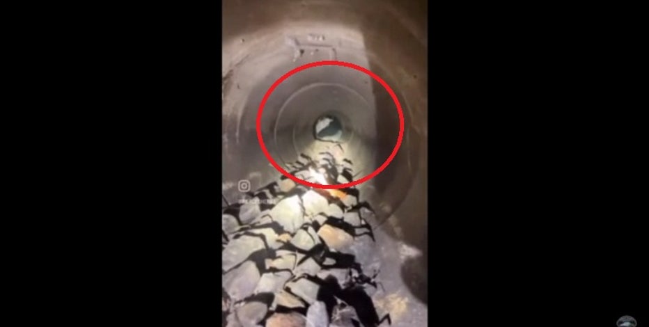 VIDEO: Pierce County deputy rescues dog hiding in pipe after being hit by car