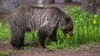 Grizzly bear attack in Banff National Park leaves couple, dog dead