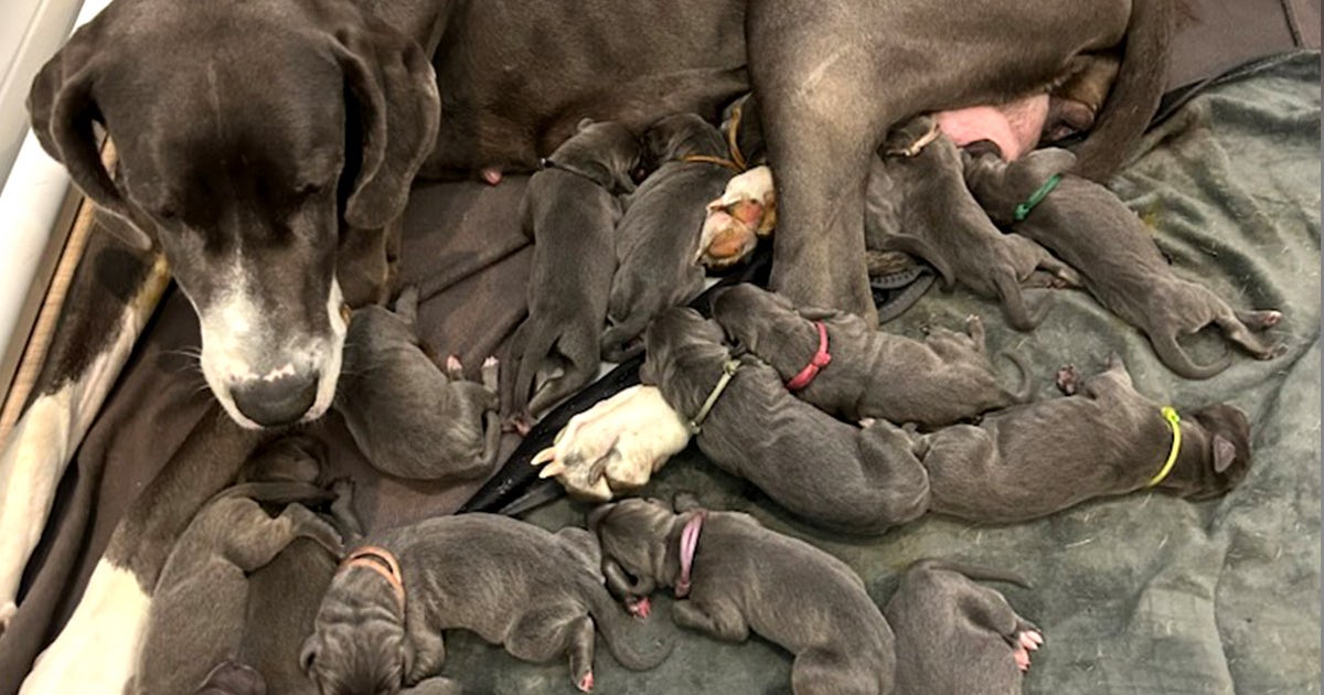 Great Dane sets record at North Carolina rescue for largest litter: ‘We ...