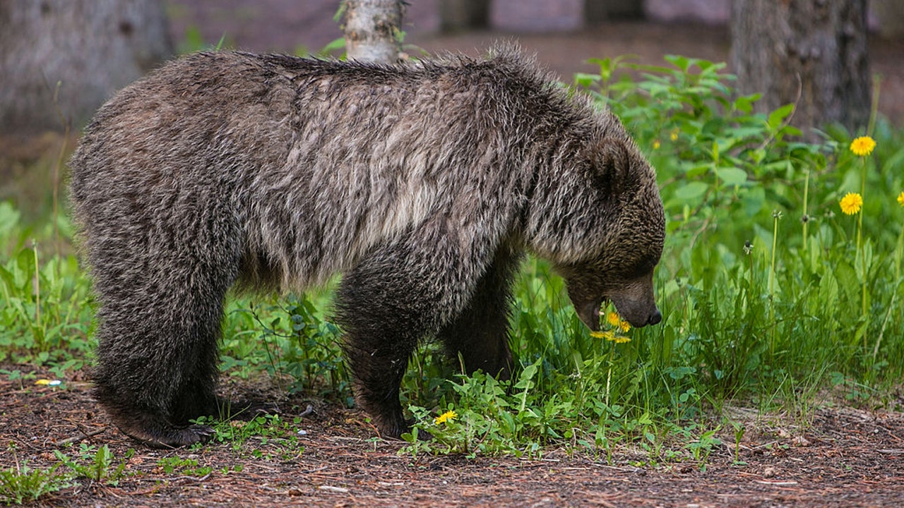 Two People Were Attacked and Killed by a Grizzly Bear in Canada