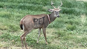 Please don't paint 'pet' on wild deer, Missouri officials warn