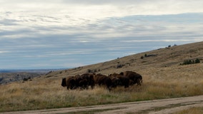 30 buffalo released into the wild on Colville Reservation