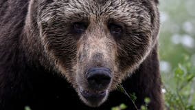 Bear euthanized after charging 2 boys in Colorado, 1 cub survives capture