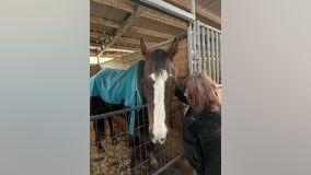 Maple Valley Rescue works to save starved and neglected horse 'Lilly', urges reporting of neglect cases