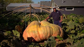 Minnesota pumpkin grower smashes world record with massive 2,749-pound pumpkin