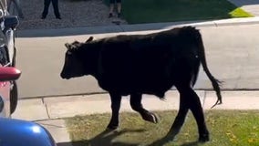 Watch: Cowboys and cops corral runaway bull in 'high steaks' chase