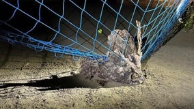 Bellevue Police rescue owl entangled in soccer net