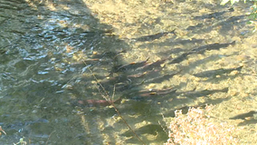 Local efforts helping to restore region's salmon habitats