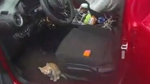 Teenagers arrested, stolen vehicles recovered in Parkland; kitten reunited with owner