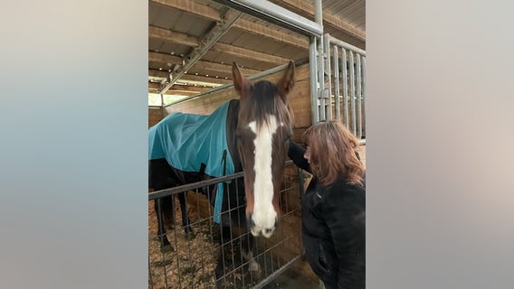 Maple Valley Rescue works to save starved and neglected horse 'Lilly', urges reporting of neglect cases