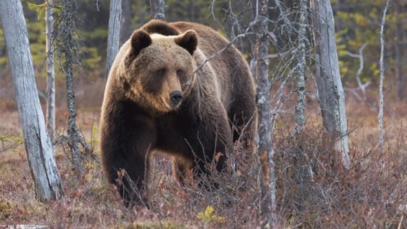 Grizzly bears will be actively restored to WA's North Cascades
