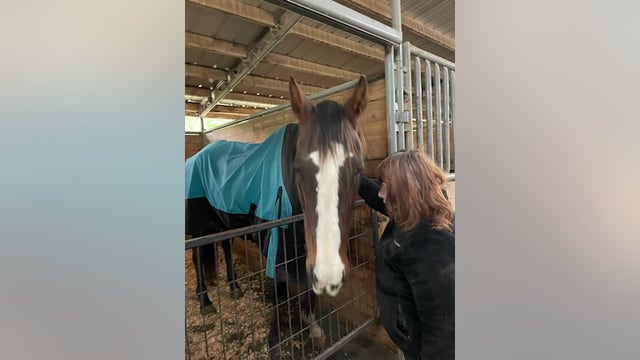 Maple Valley Rescue works to save starved and neglected horse 'Lilly', urges reporting of neglect cases