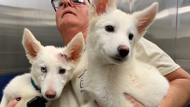 The Mariners have a new team dog and we're in love