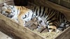 ‘Critically endangered’ Amur tiger cubs born at Saint Louis Zoo