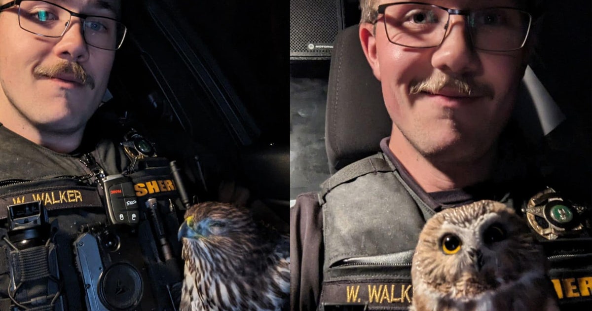 ‘Our resident raptor whisperer’: Island Co. deputy earns moniker after ...