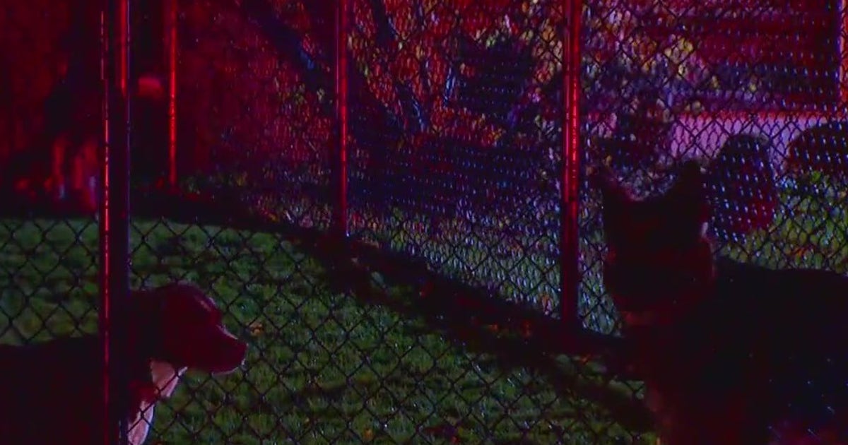 Former employees of The Dog Resort speak out following SoDo fire | FOX ...