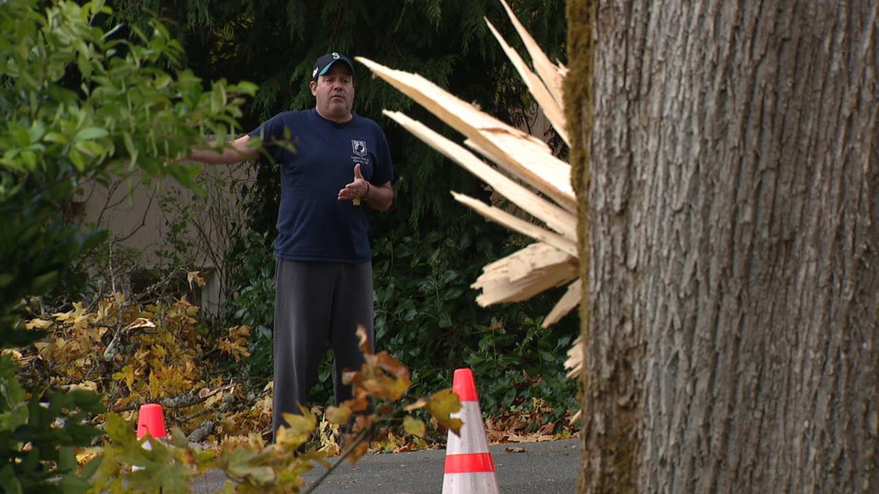 ‘This tree is a safety hazard’: Bellevue neighbors concerned about city-owned tree causing more damage