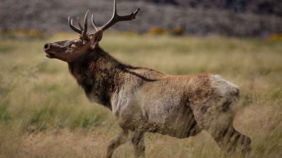Yakima, WA man sentenced for illegal elk trafficking