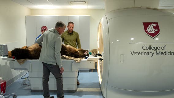 WSU Veterinary Teaching Hospital helps diagnose grizzly bear's puzzling condition