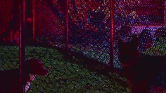 Former employees of The Dog Resort speak out following SoDo fire