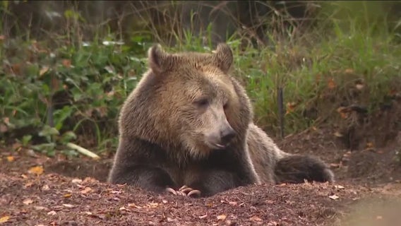 Darrington locals say 'no' to reintroducing grizzlies to the wild