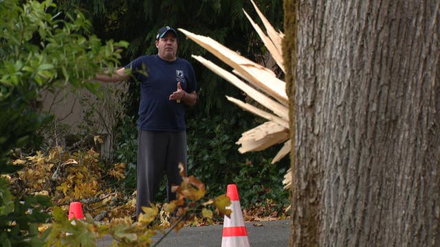 'This tree is a safety hazard': Bellevue neighbors concerned about city-owned tree causing more damage