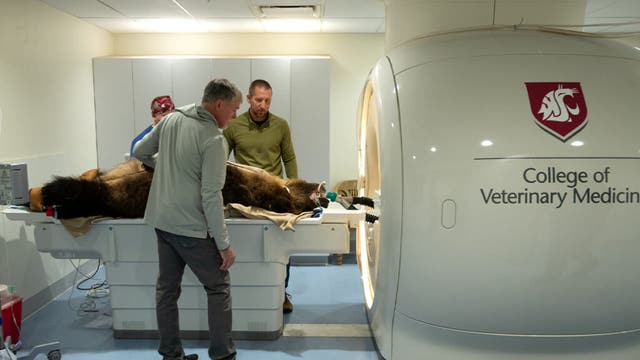 WSU Veterinary Teaching Hospital helps diagnose grizzly bear's puzzling condition