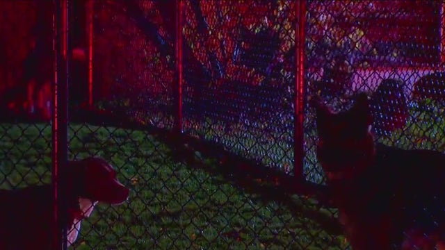 Former employees of The Dog Resort speak out following SoDo fire