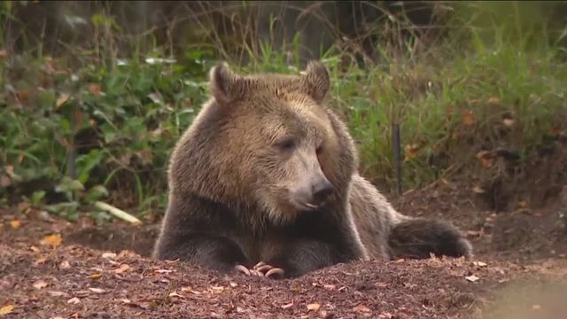 Darrington locals say 'no' to reintroducing grizzlies to the wild