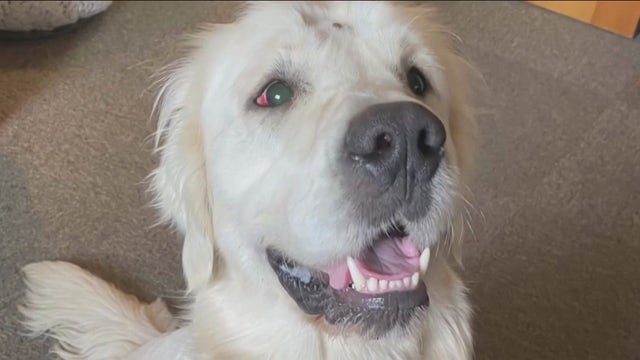 'Execution style:' Dog found shot in head with mouth duct taped rescued from Washington woods