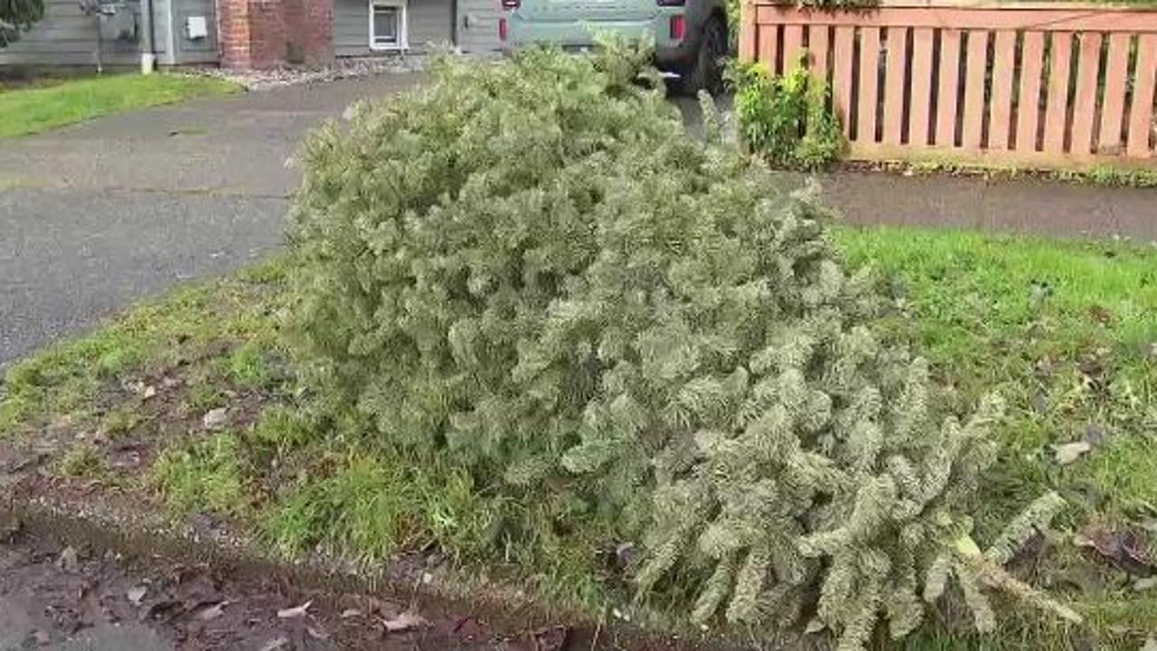 Where to recycle your Christmas tree in Seattle